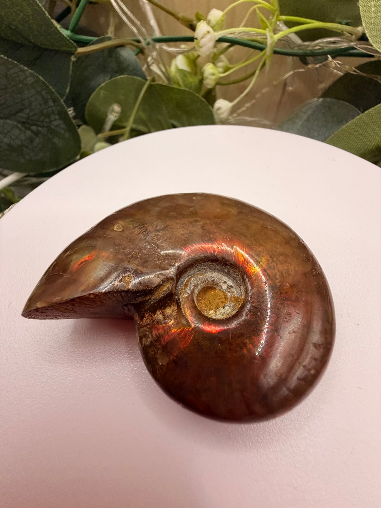 Natural Opalised Ammonite Fossil – Polished Healing Crystal & Collectors Gemstone