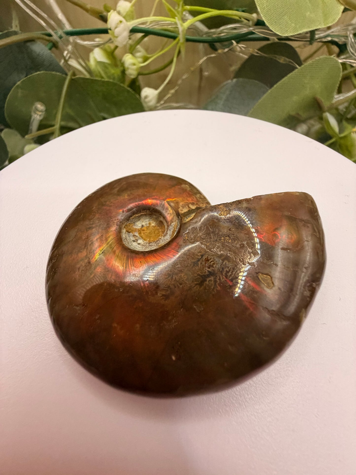 Natural Opalised Ammonite Fossil – Polished Healing Crystal & Collectors Gemstone