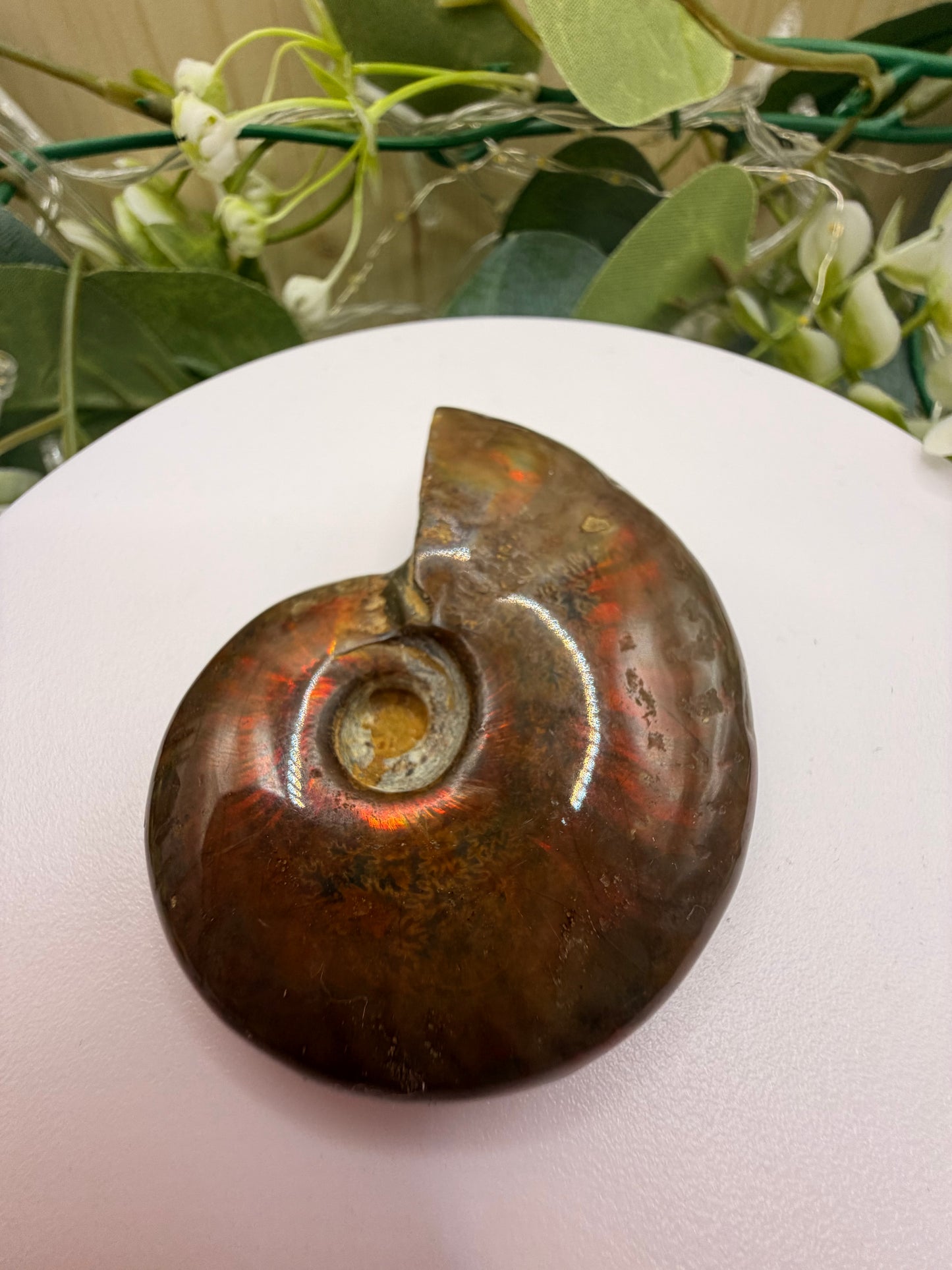 Natural Opalised Ammonite Fossil – Polished Healing Crystal & Collectors Gemstone