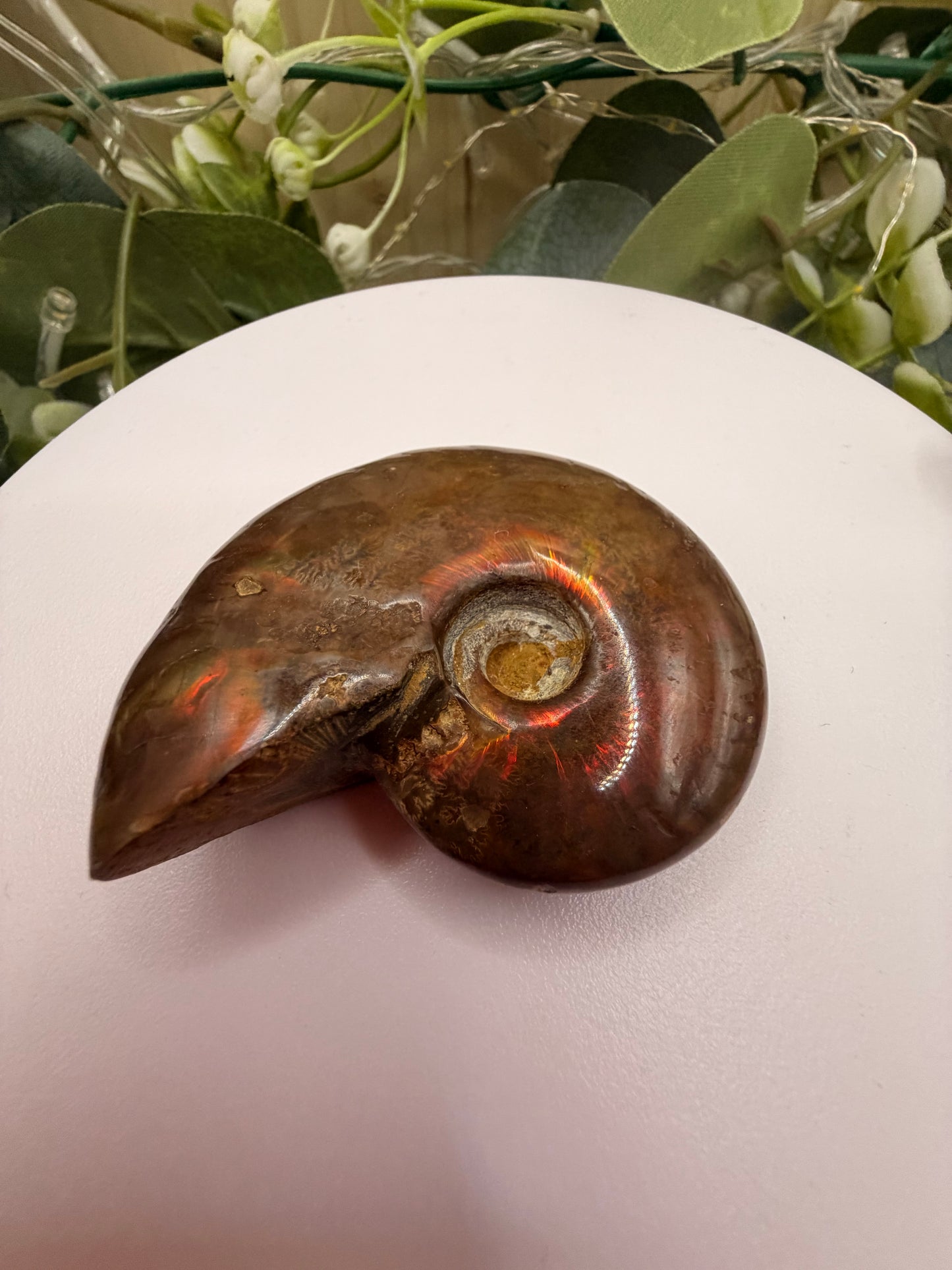 Natural Opalised Ammonite Fossil – Polished Healing Crystal & Collectors Gemstone