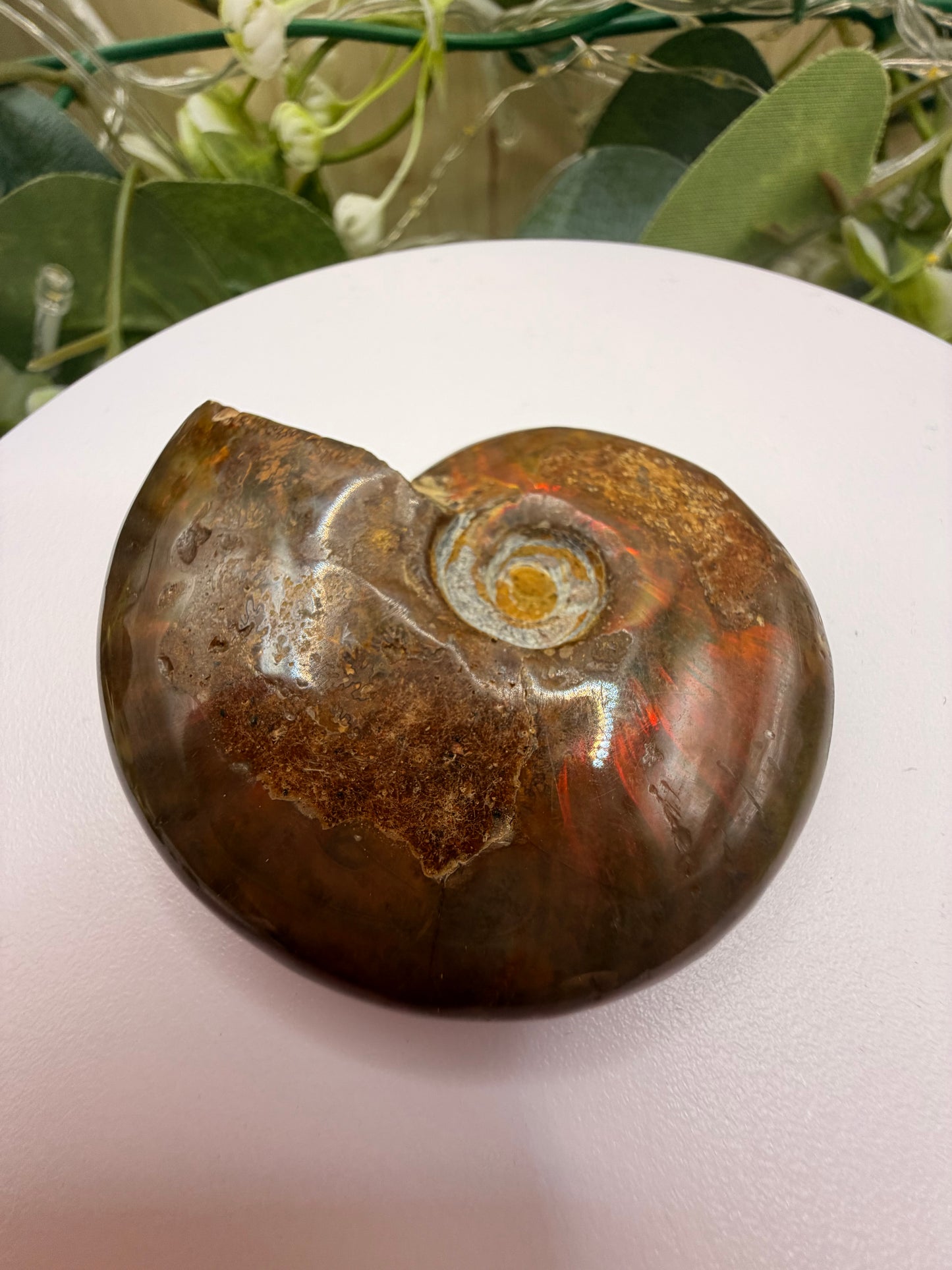 Natural Opalised Ammonite Fossil – Polished Healing Crystal & Collectors Gemstone