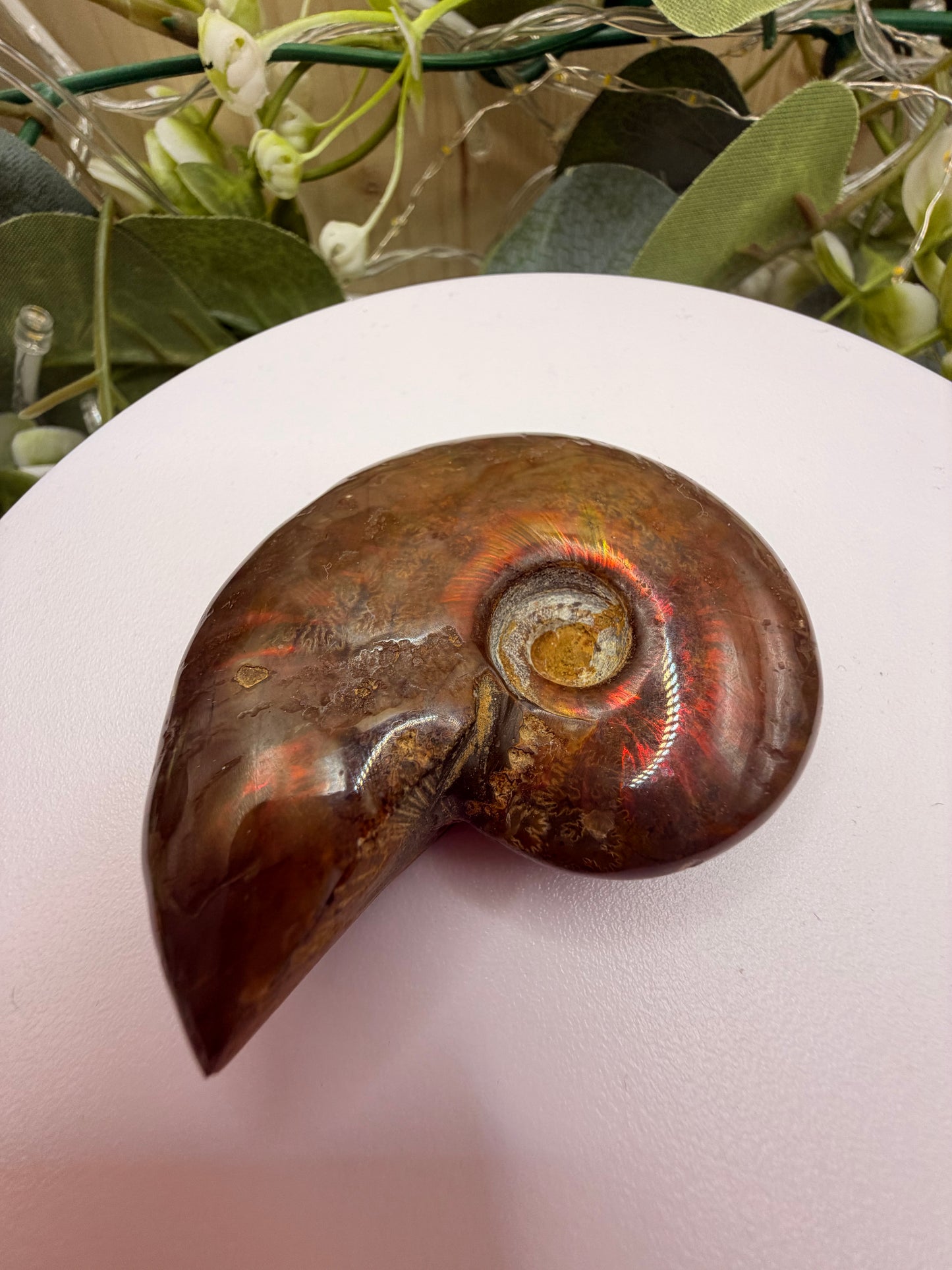 Natural Opalised Ammonite Fossil – Polished Healing Crystal & Collectors Gemstone