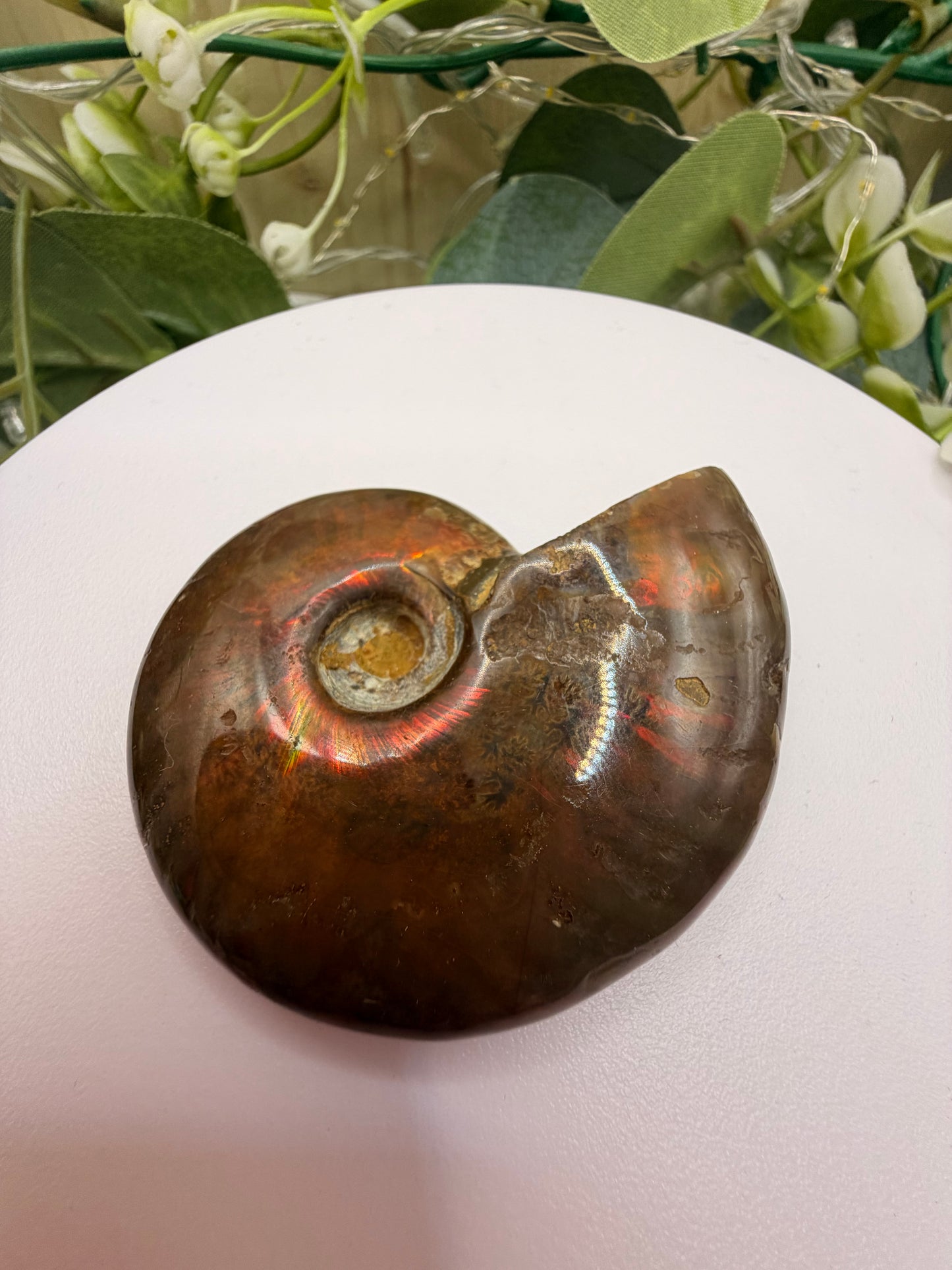 Natural Opalised Ammonite Fossil – Polished Healing Crystal & Collectors Gemstone