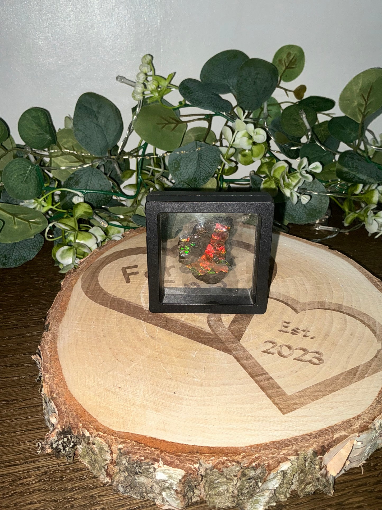 Ammolite in case 38g