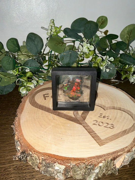 Ammolite in case 38g