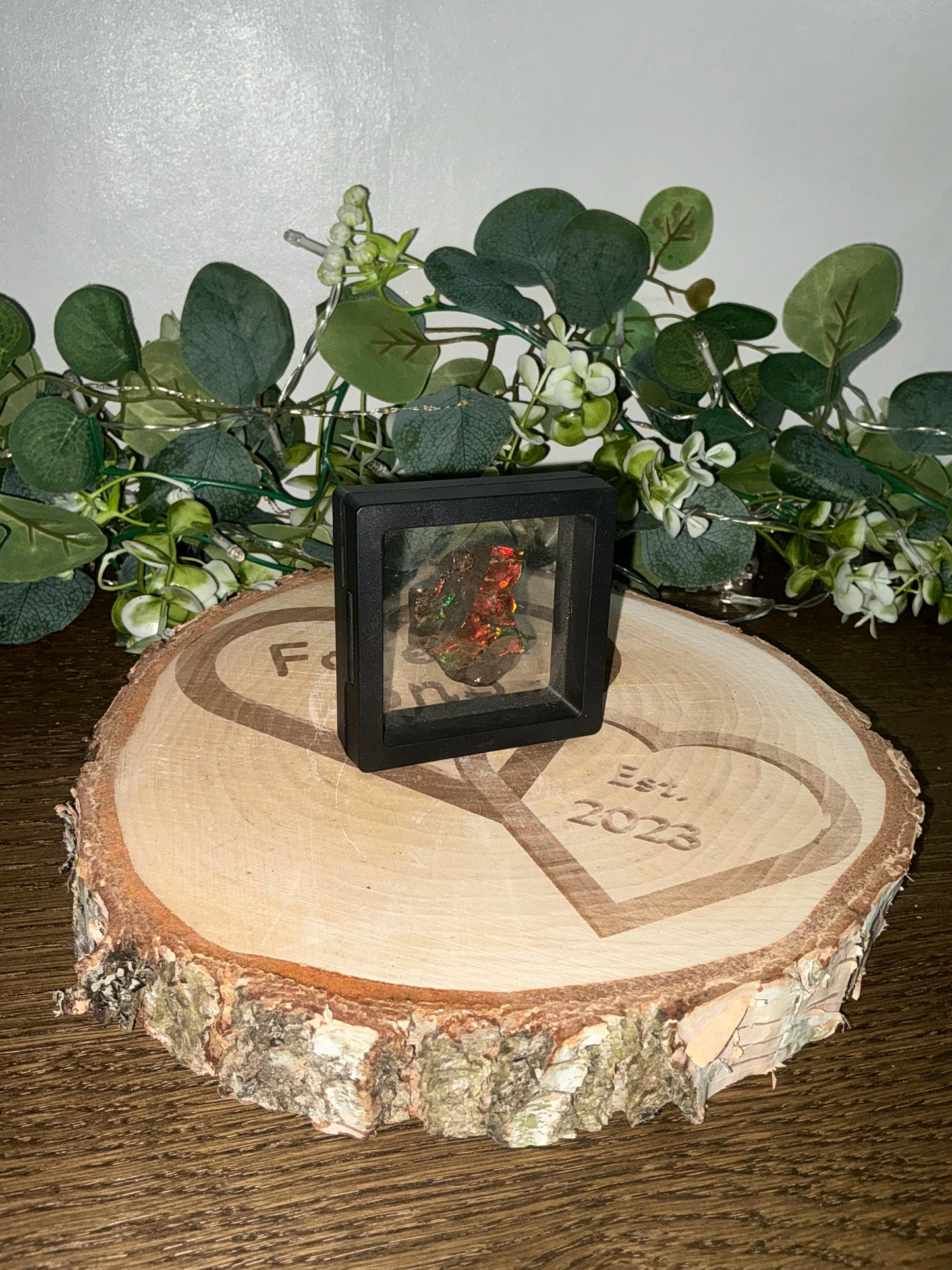 Ammolite in case 38g